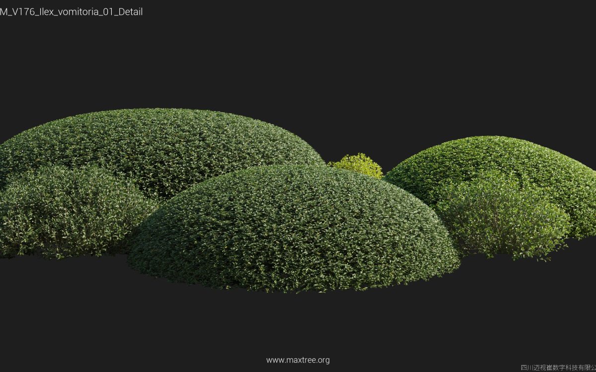 Plant Models Vol 176 - 图片 21