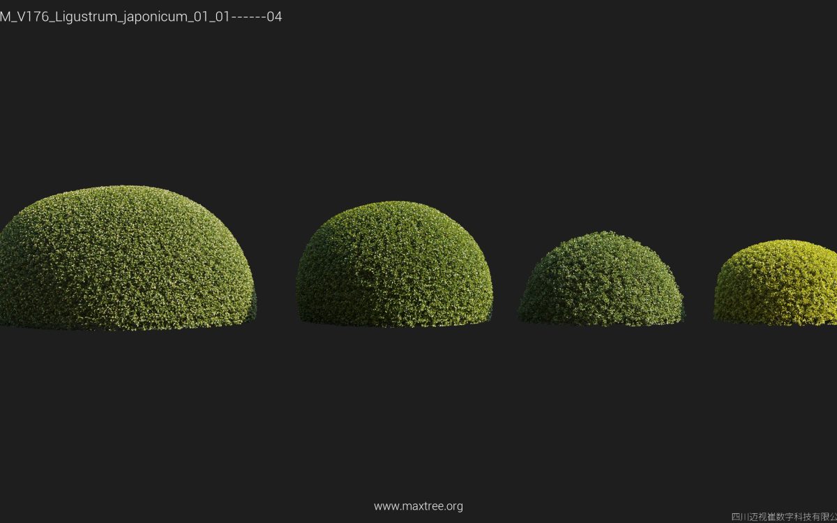 Plant Models Vol 176 - 图片 22