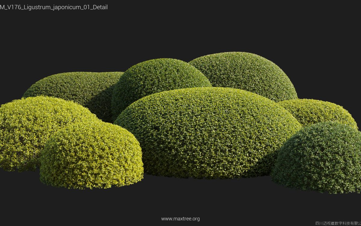 Plant Models Vol 176 - 图片 24