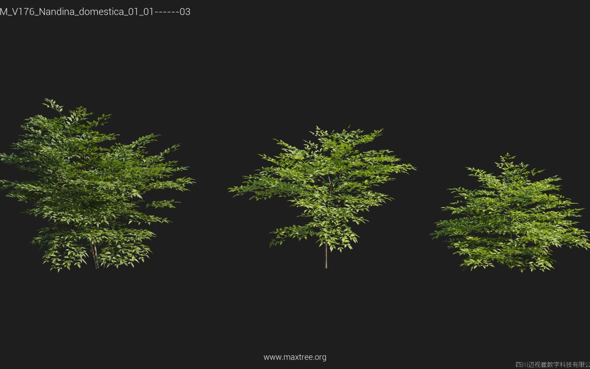 Plant Models Vol 176 - 图片 25