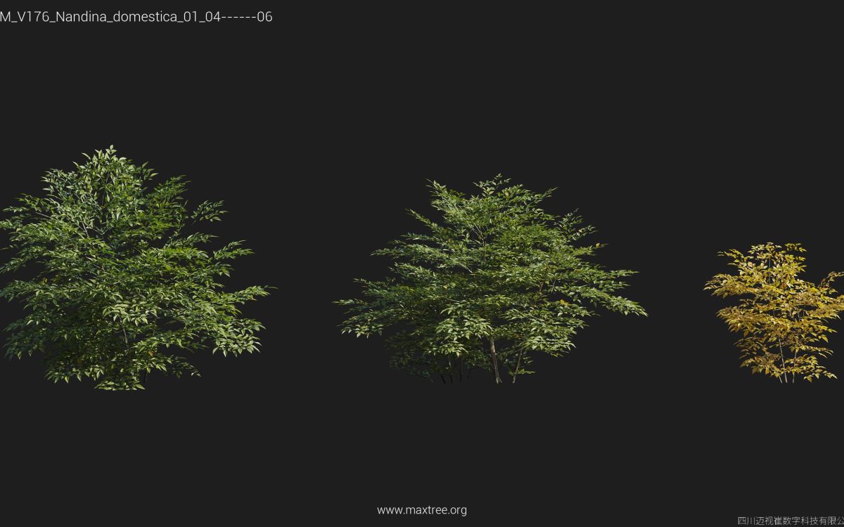 Plant Models Vol 176 - 图片 26