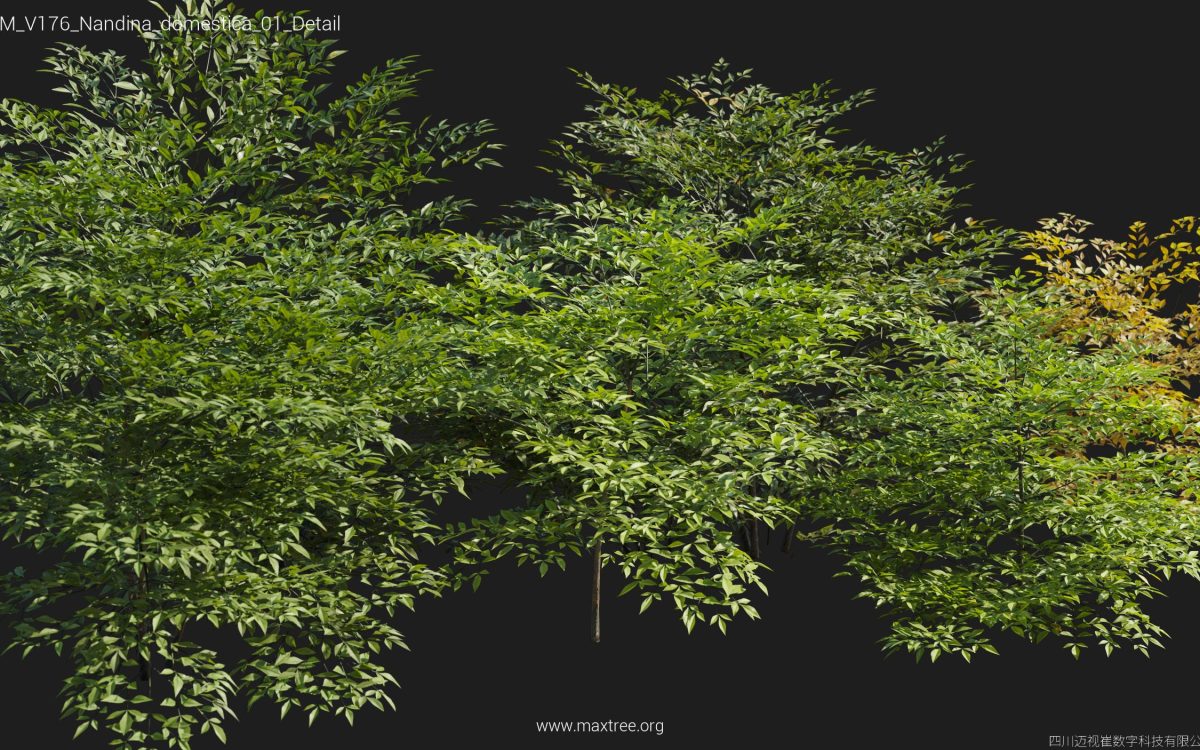 Plant Models Vol 176 - 图片 27