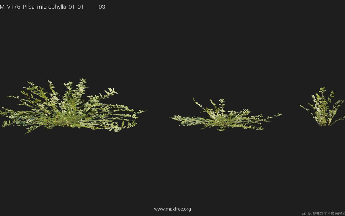 Plant Models Vol 176 - 图片 28
