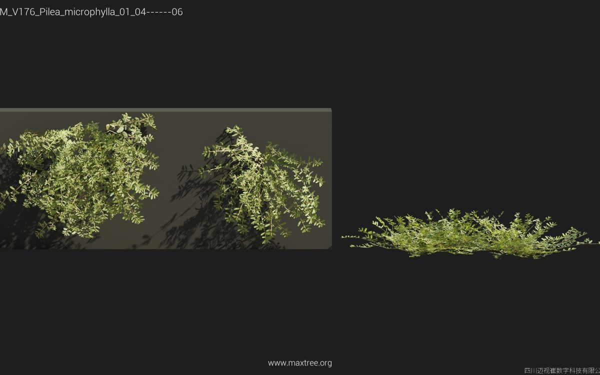 Plant Models Vol 176 - 图片 29