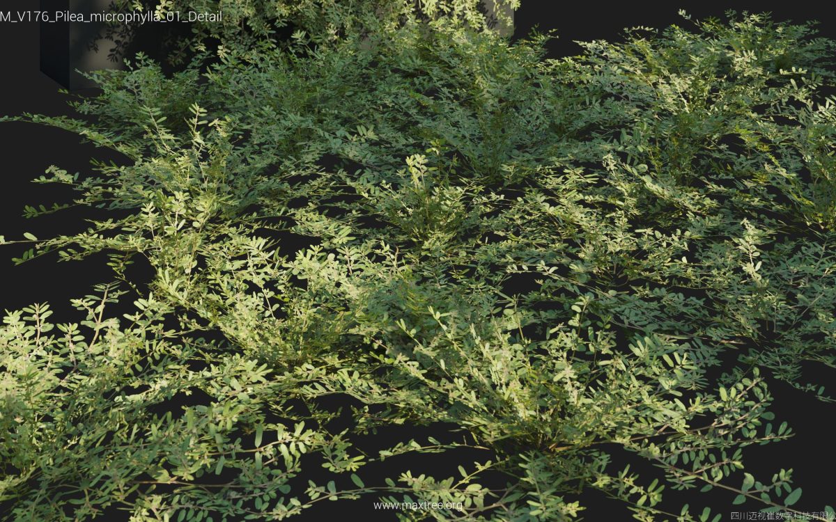 Plant Models Vol 176 - 图片 30
