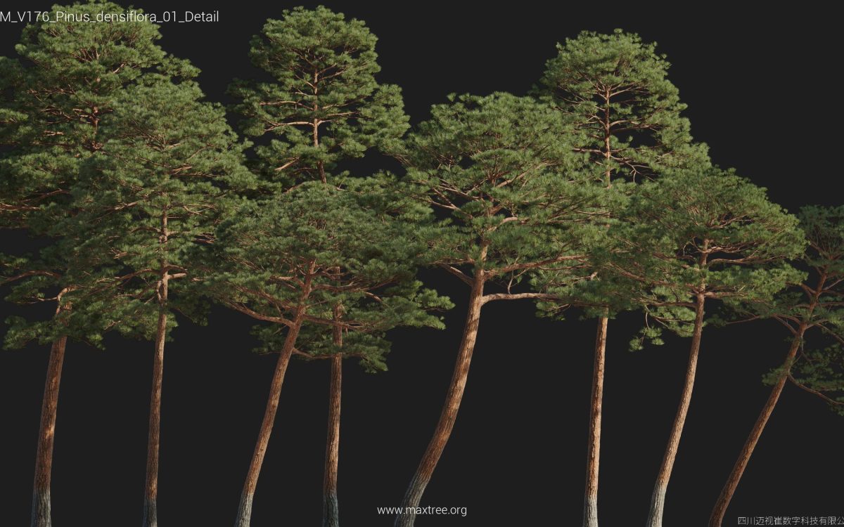 Plant Models Vol 176 - 图片 33