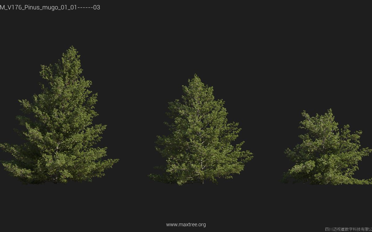 Plant Models Vol 176 - 图片 37