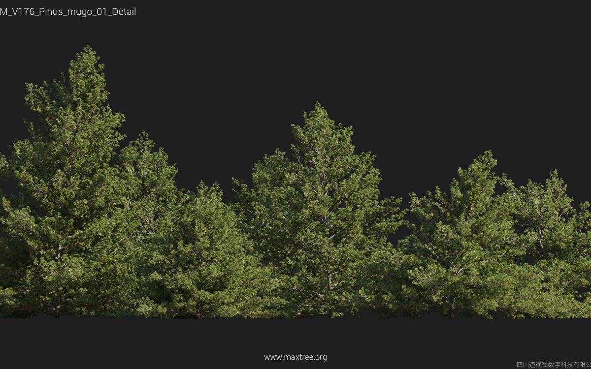 Plant Models Vol 176 - 图片 39