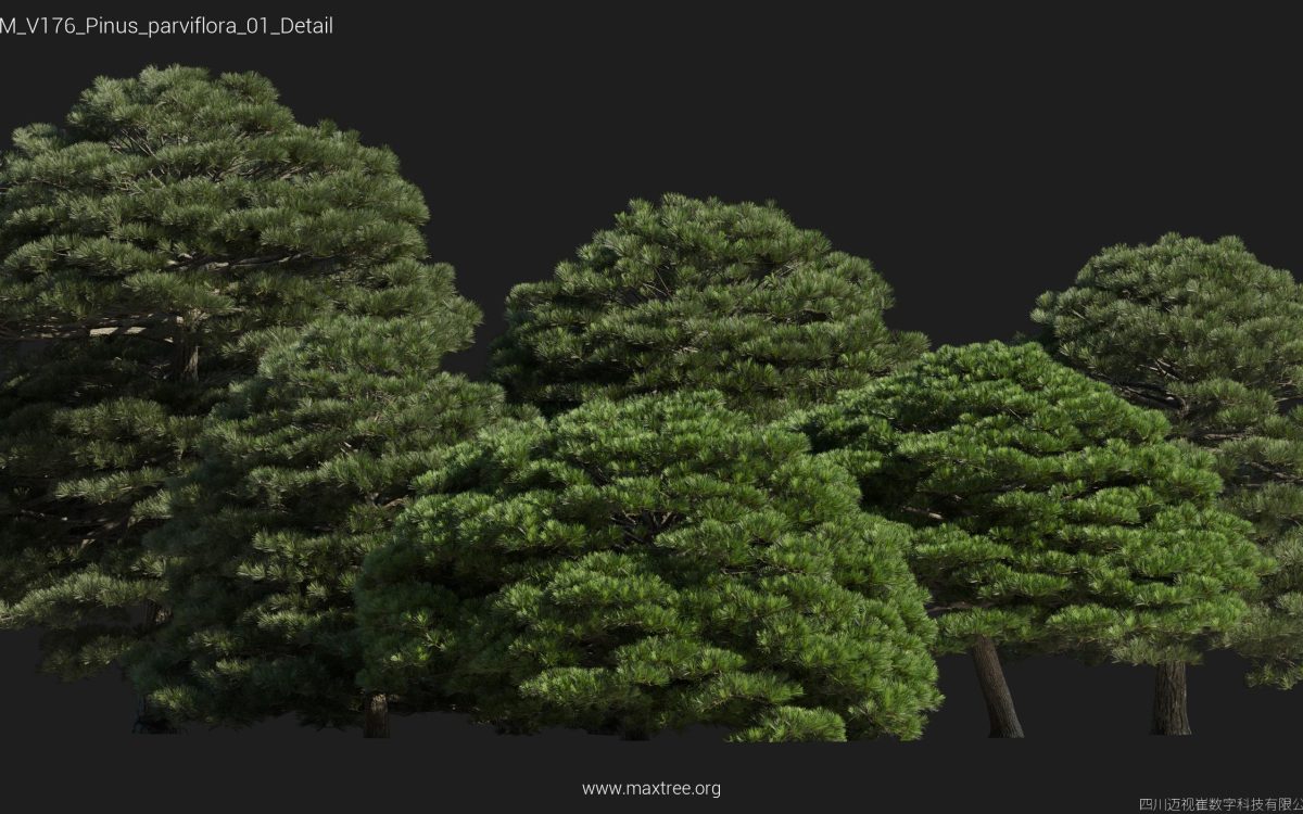 Plant Models Vol 176 - 图片 42
