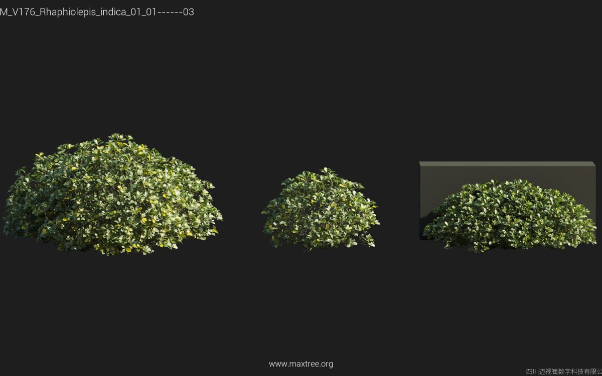 Plant Models Vol 176 - 图片 43