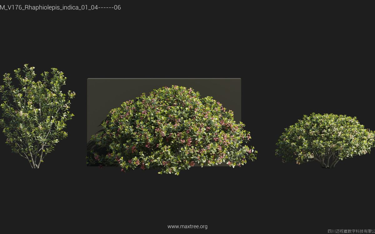 Plant Models Vol 176 - 图片 44