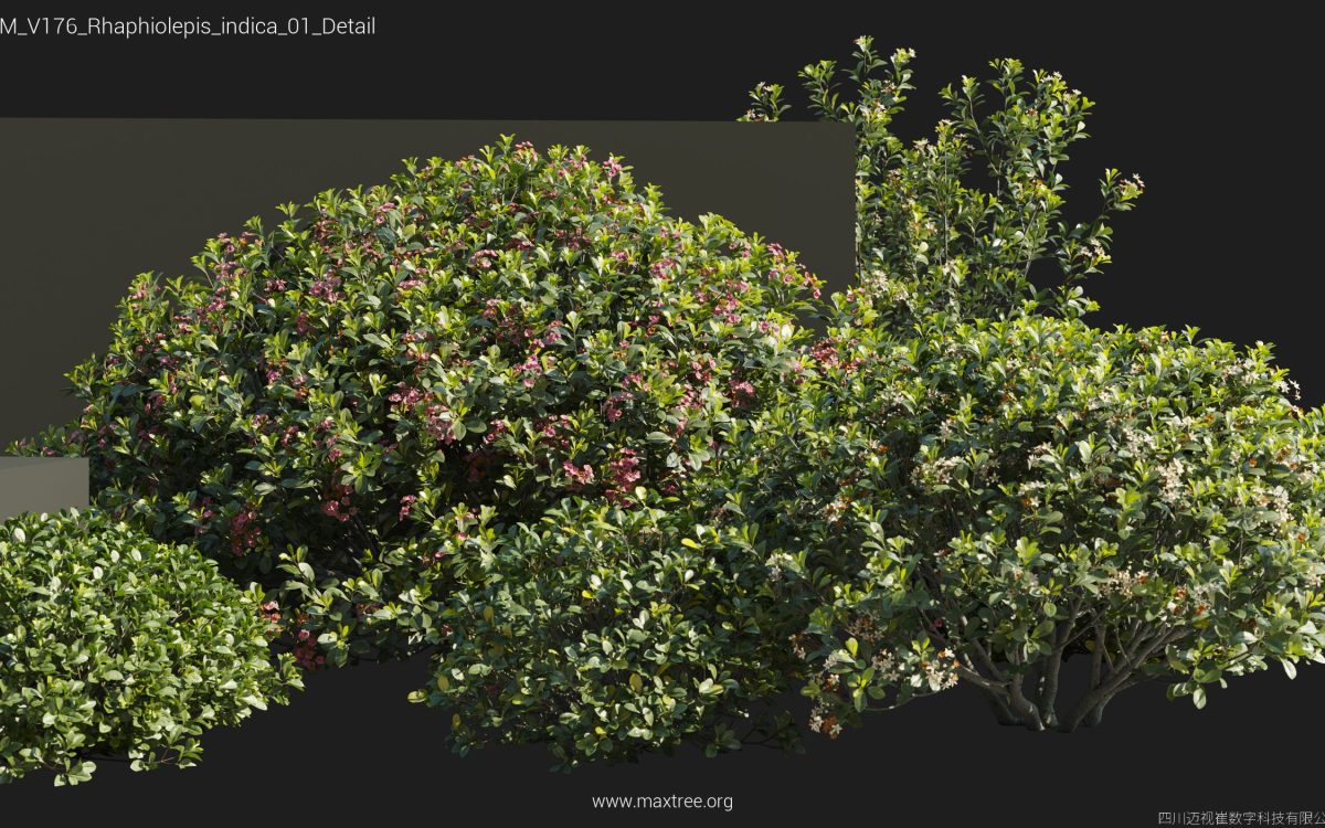 Plant Models Vol 176 - 图片 45