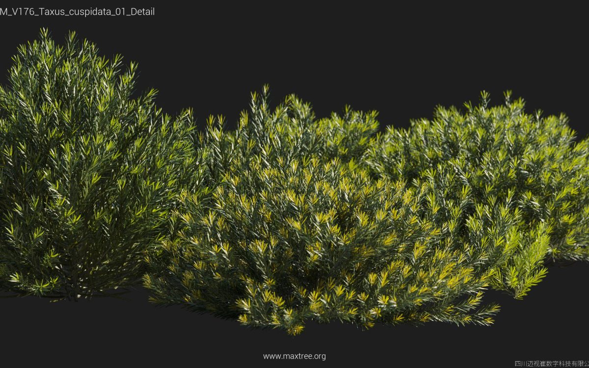 Plant Models Vol 176 - 图片 48
