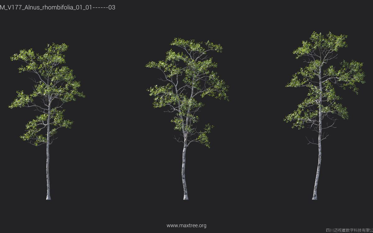 Plant Models Vol 177 - 图片 6