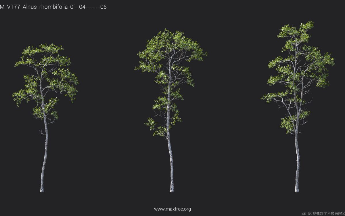 Plant Models Vol 177 - 图片 7