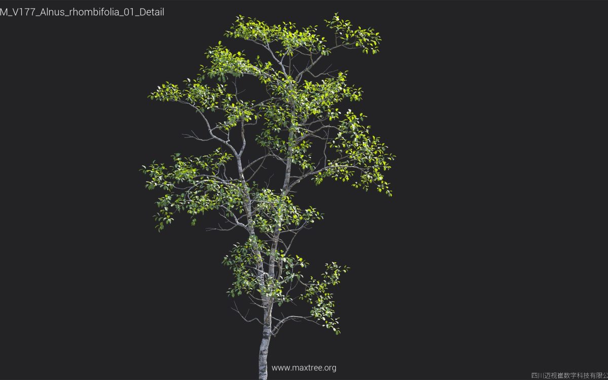 Plant Models Vol 177 - 图片 8