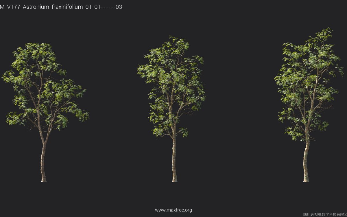 Plant Models Vol 177 - 图片 9