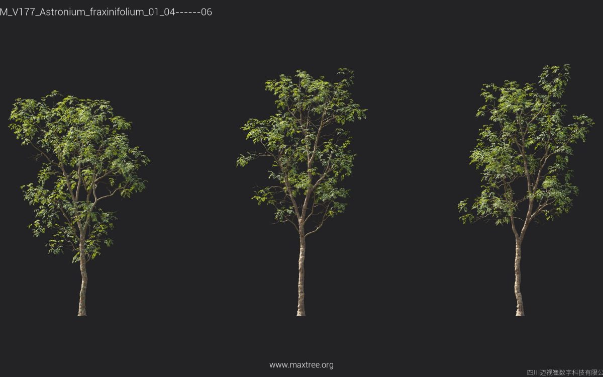 Plant Models Vol 177 - 图片 10