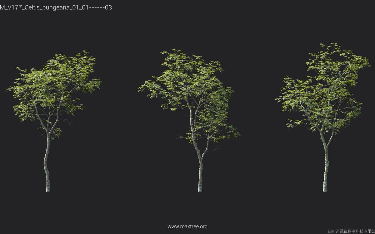 Plant Models Vol 177 - 图片 12