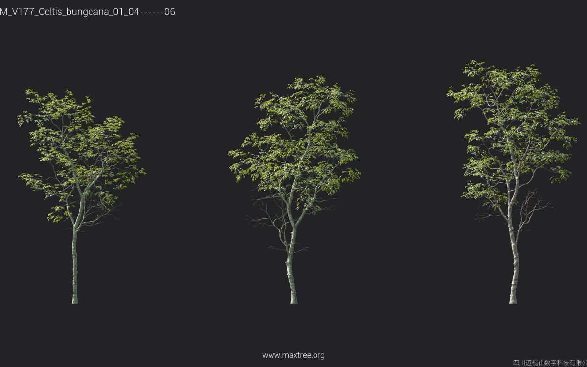 Plant Models Vol 177 - 图片 13