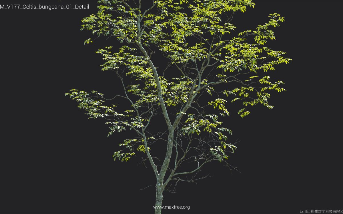 Plant Models Vol 177 - 图片 14