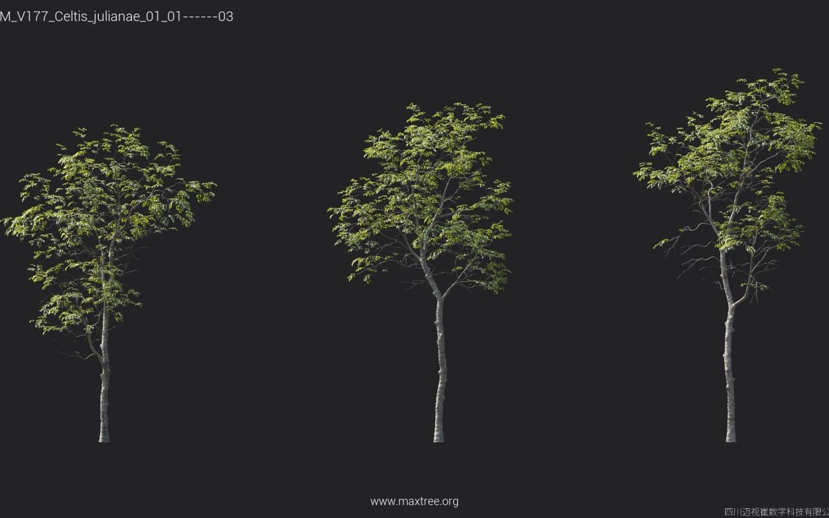 Plant Models Vol 177 - 图片 15