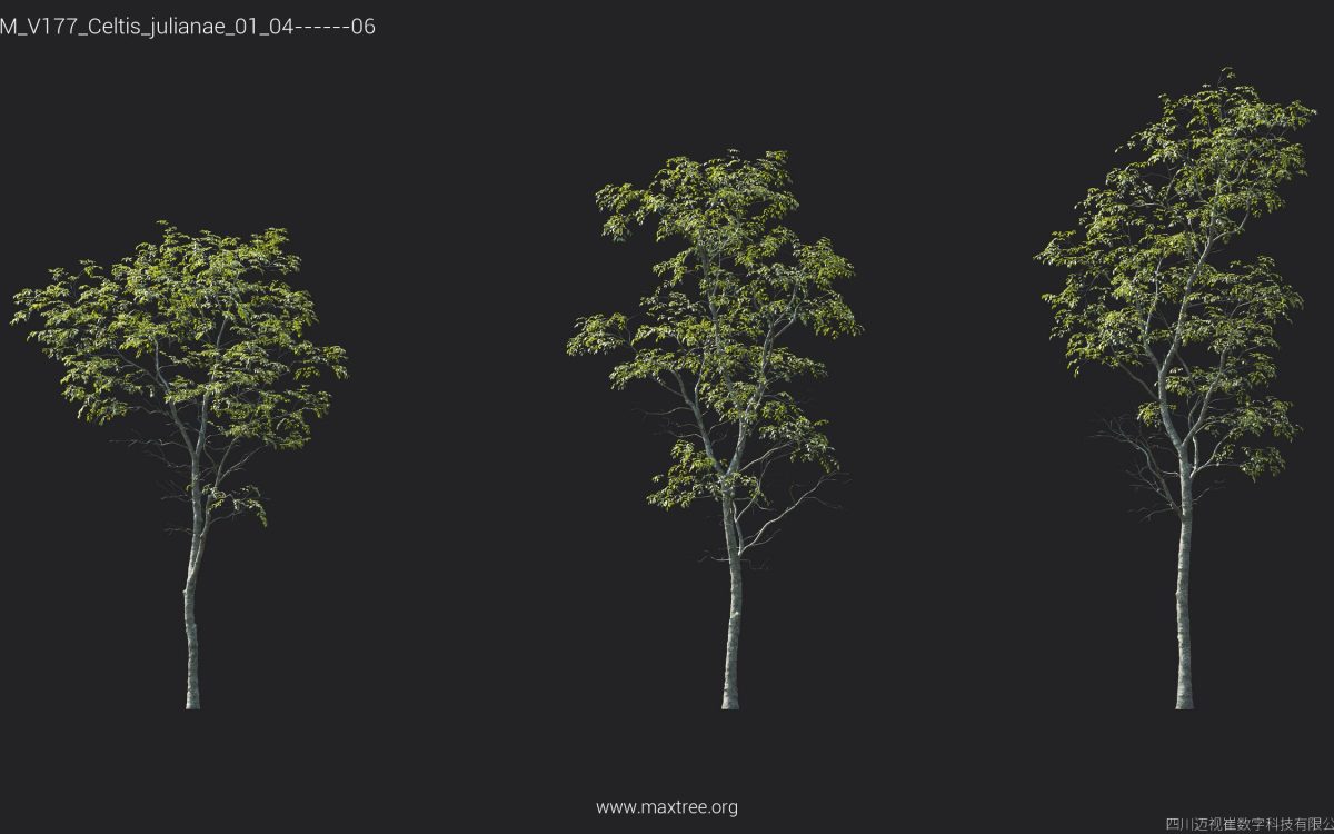 Plant Models Vol 177 - 图片 16