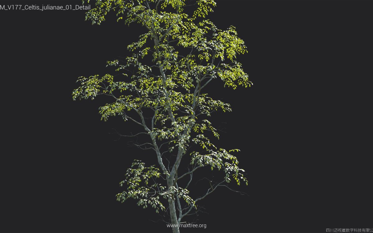 Plant Models Vol 177 - 图片 17