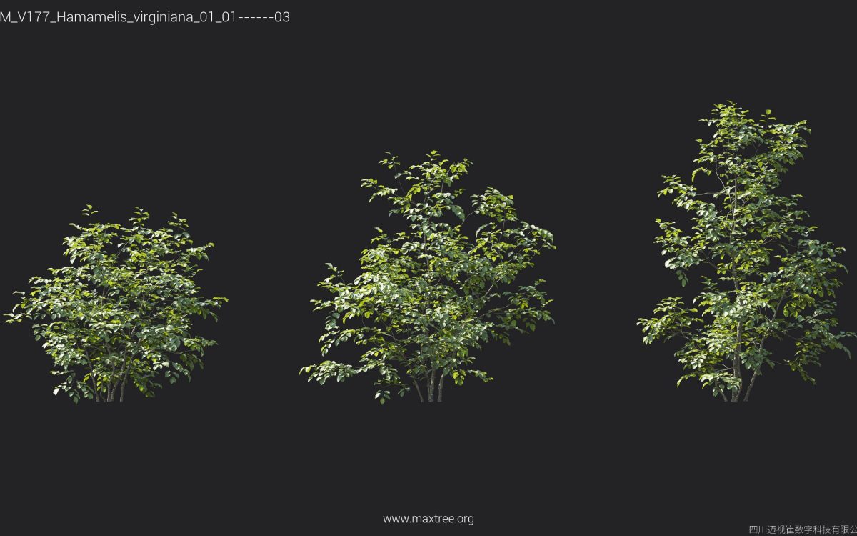 Plant Models Vol 177 - 图片 21