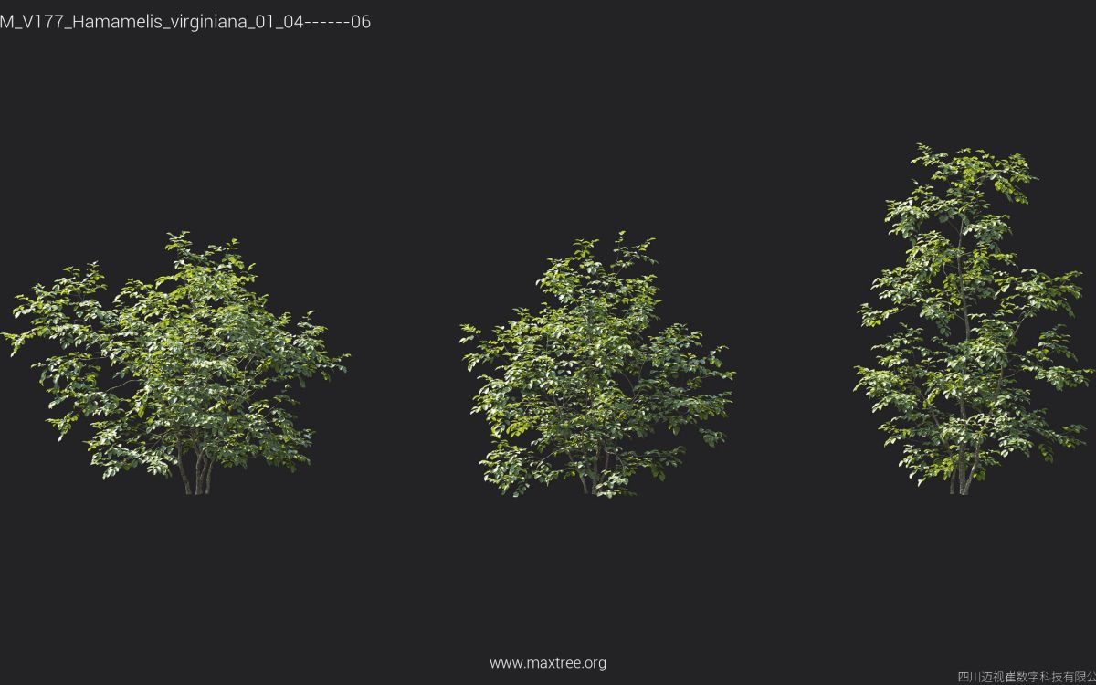 Plant Models Vol 177 - 图片 22