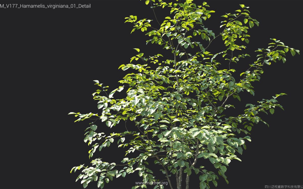 Plant Models Vol 177 - 图片 23