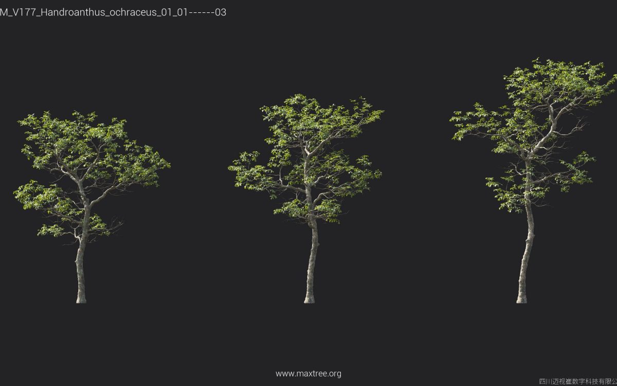 Plant Models Vol 177 - 图片 24