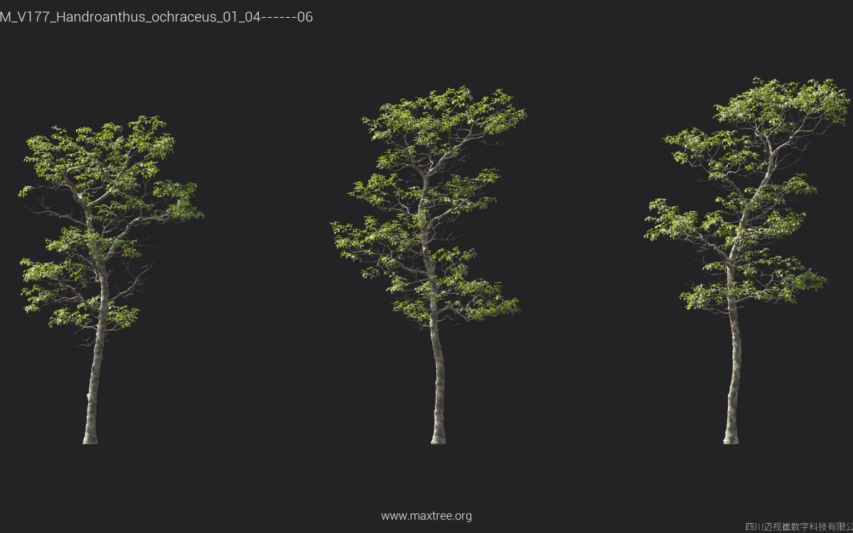 Plant Models Vol 177 - 图片 25