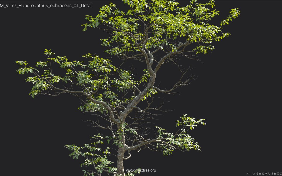 Plant Models Vol 177 - 图片 26
