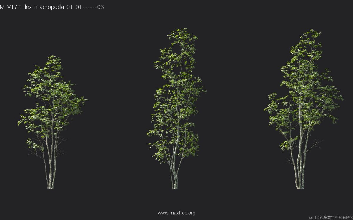Plant Models Vol 177 - 图片 27