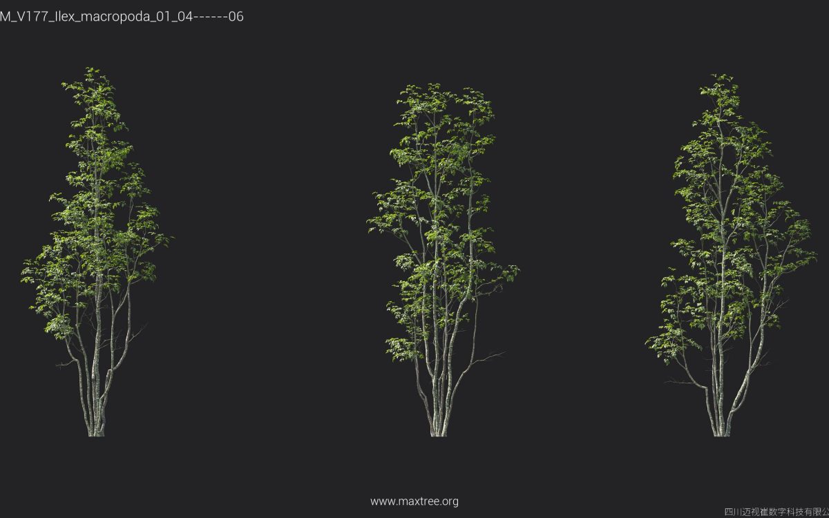 Plant Models Vol 177 - 图片 28