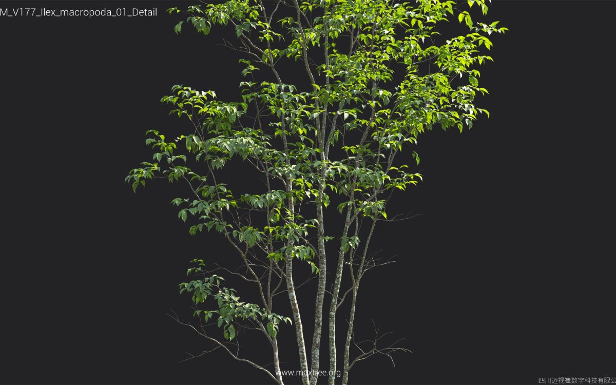 Plant Models Vol 177 - 图片 29