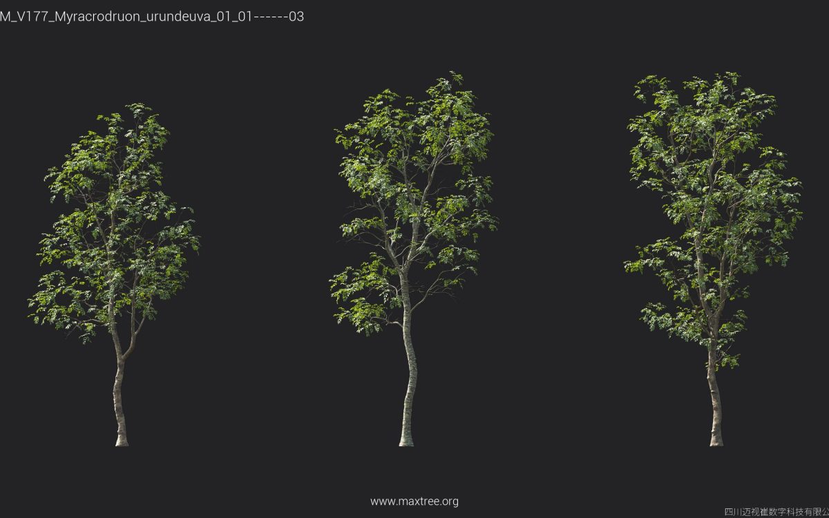 Plant Models Vol 177 - 图片 30