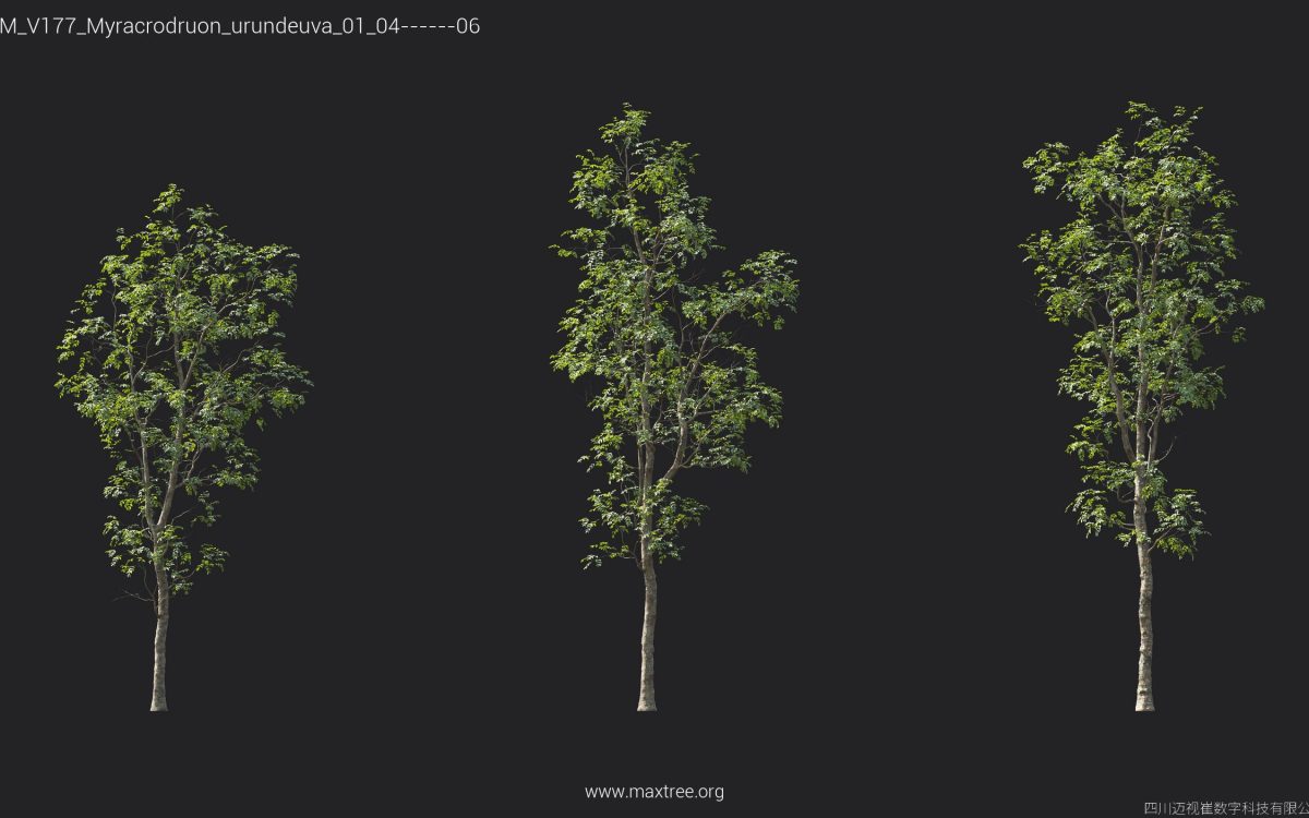 Plant Models Vol 177 - 图片 31