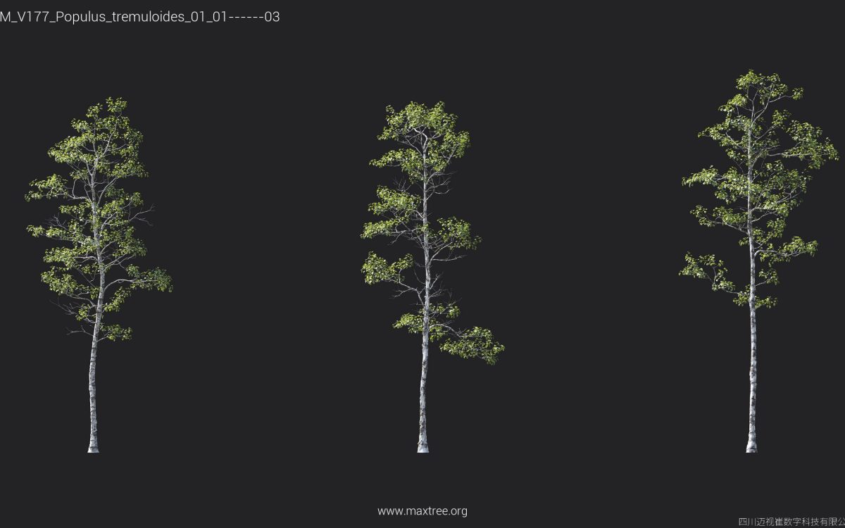 Plant Models Vol 177 - 图片 33