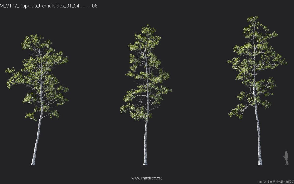 Plant Models Vol 177 - 图片 34