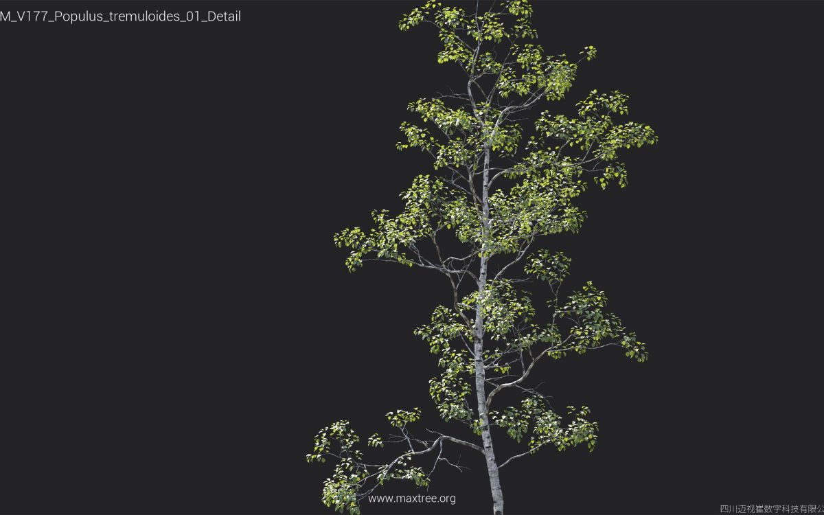 Plant Models Vol 177 - 图片 35