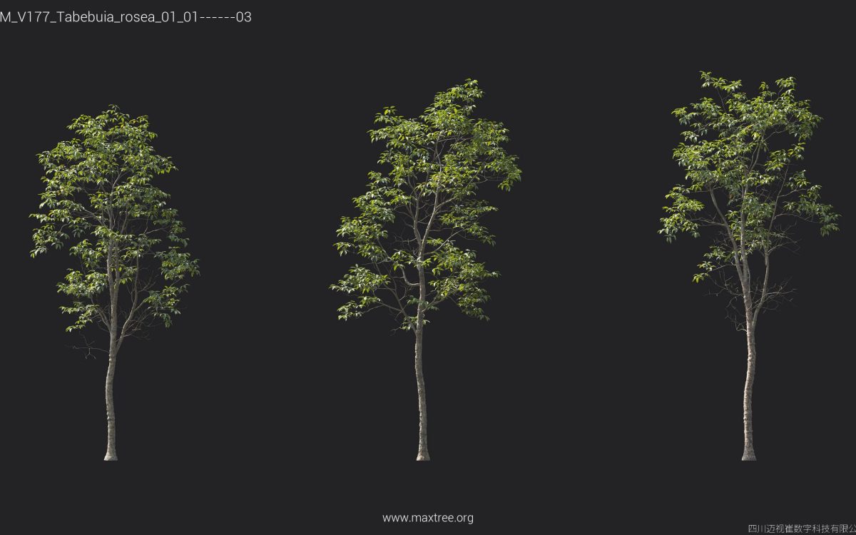 Plant Models Vol 177 - 图片 39