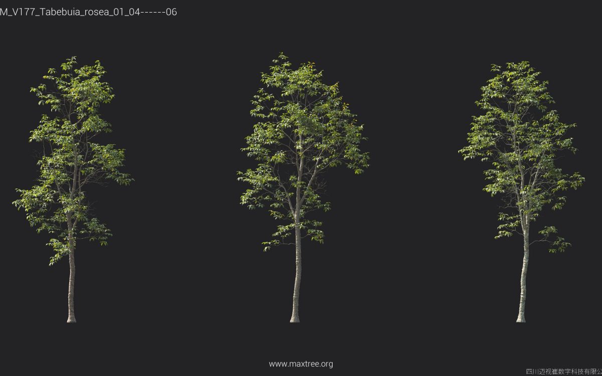 Plant Models Vol 177 - 图片 40