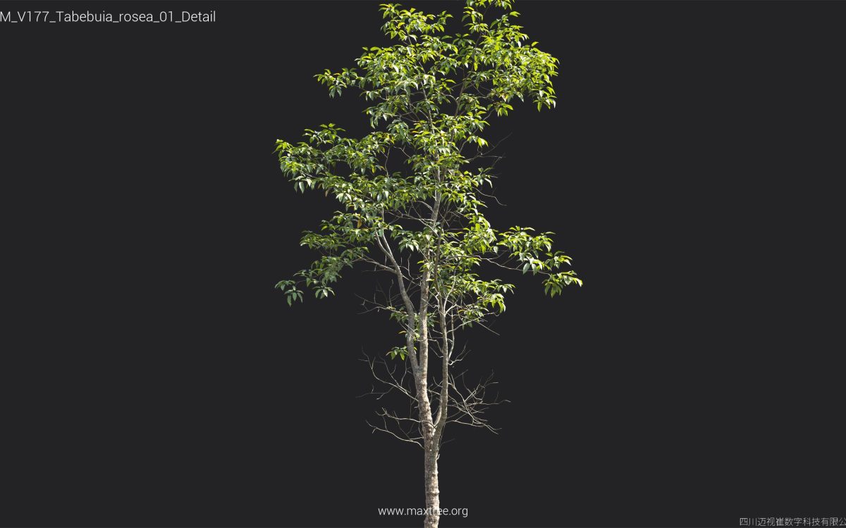 Plant Models Vol 177 - 图片 41