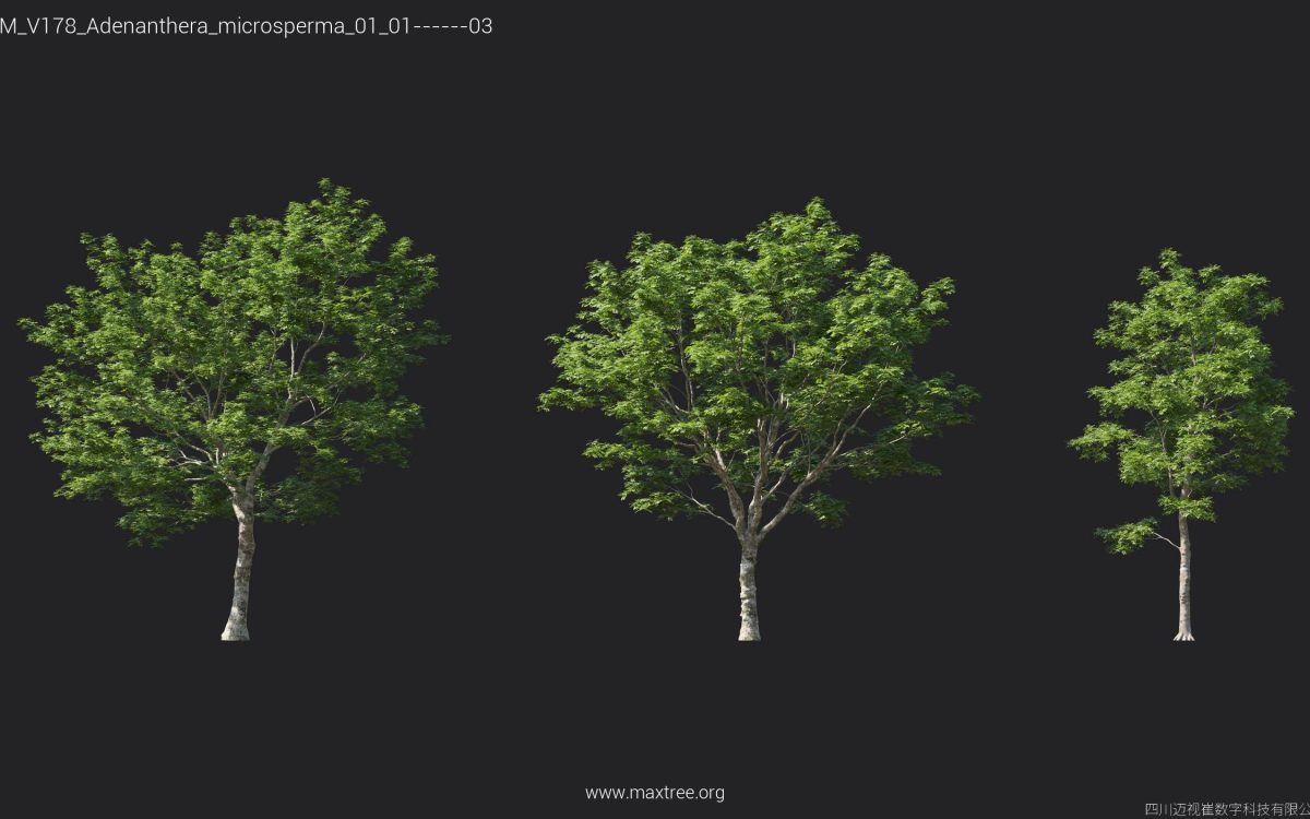Plant Models Vol 178 - 图片 6