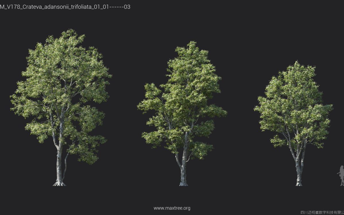 Plant Models Vol 178 - 图片 10