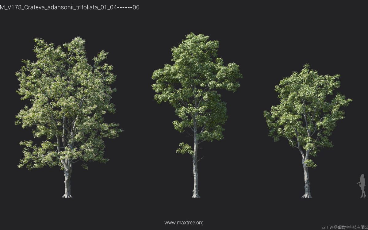 Plant Models Vol 178 - 图片 11