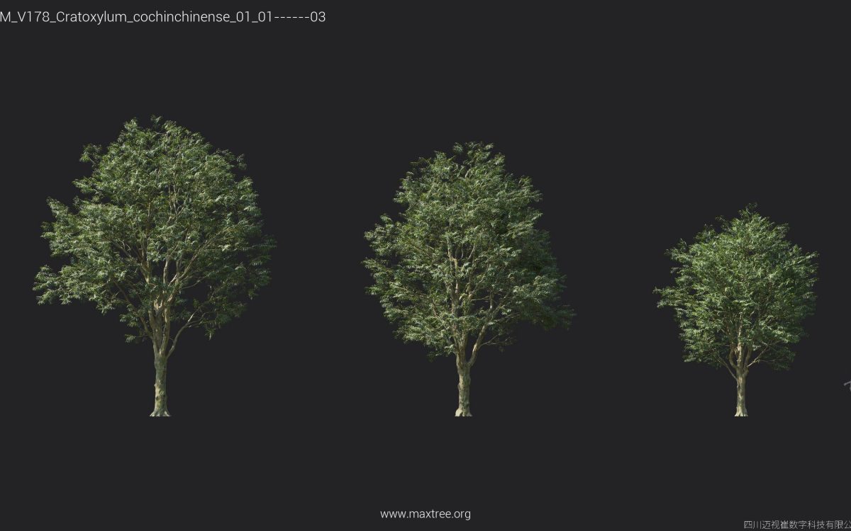 Plant Models Vol 178 - 图片 12