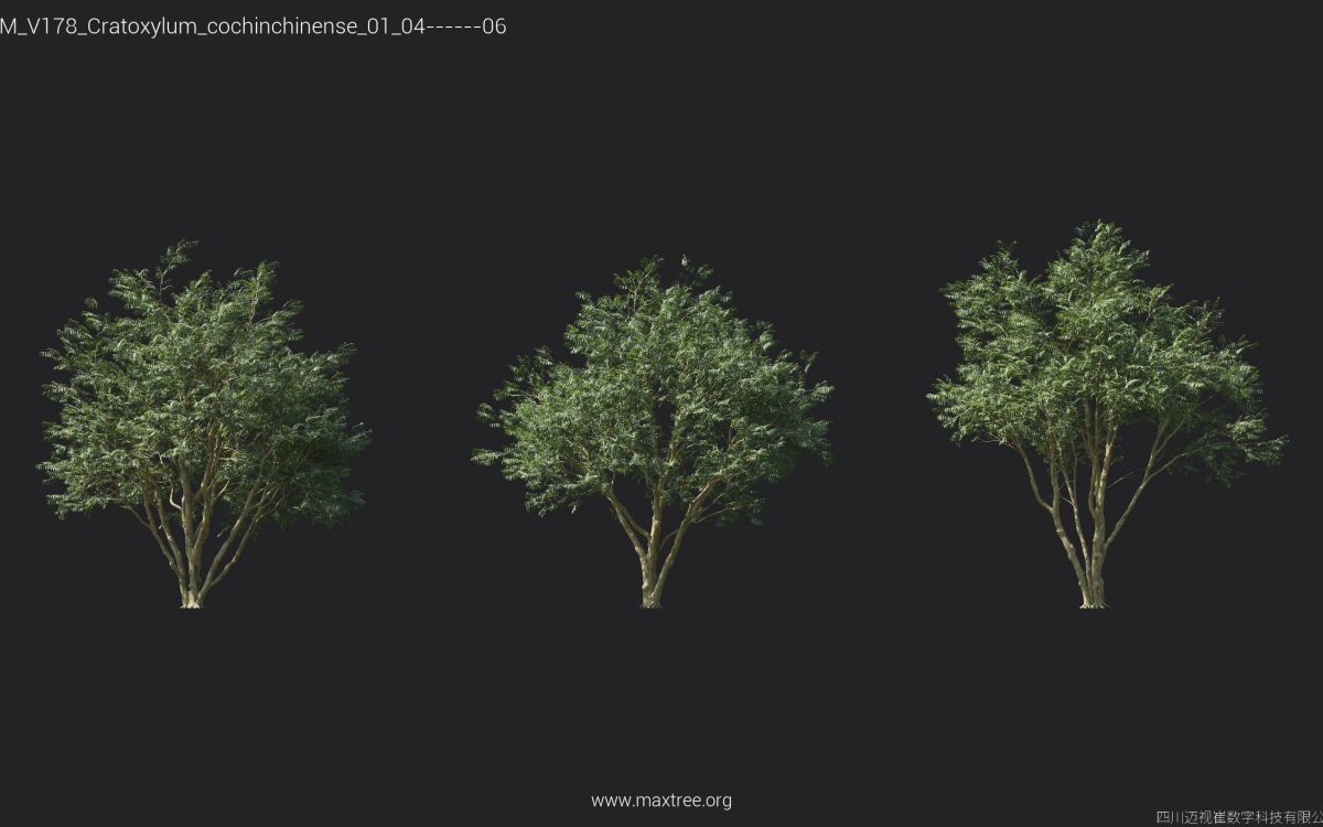 Plant Models Vol 178 - 图片 13